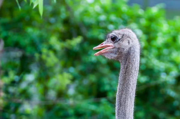 Struisvogel hoofd — Stockfoto