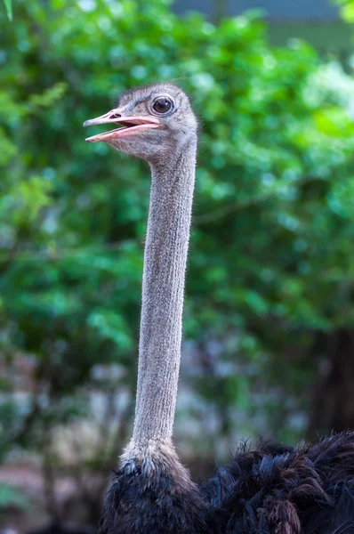 Struisvogel hoofd — Stockfoto