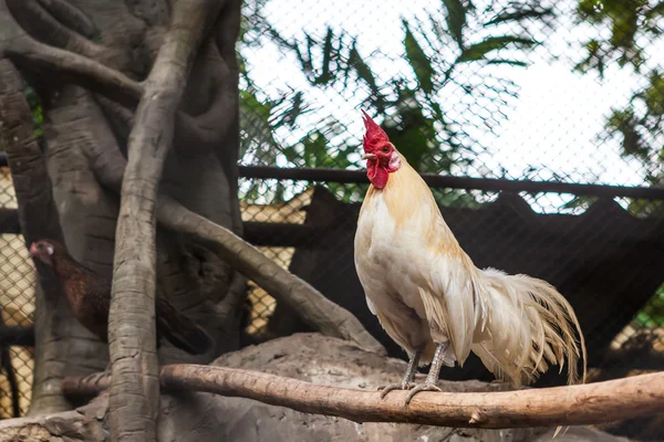 Cabeza de gallo blanco rojowitte haan rood hoofd — Stockfoto
