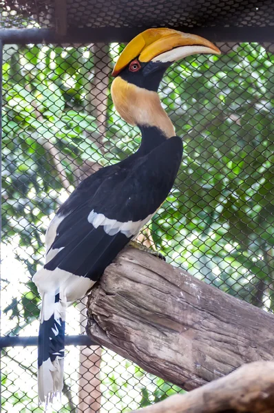 Toucan bird on wood — Stock Photo, Image