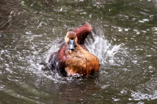 Bruin groenblauw eend zwarte vlek — Stockfoto