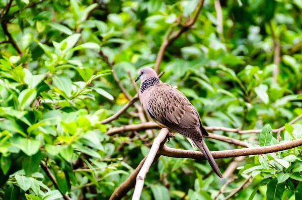 Paloma imperial empedrada —  Fotos de Stock