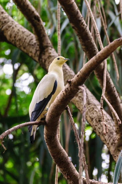 Witte en zwarte duif — Stockfoto