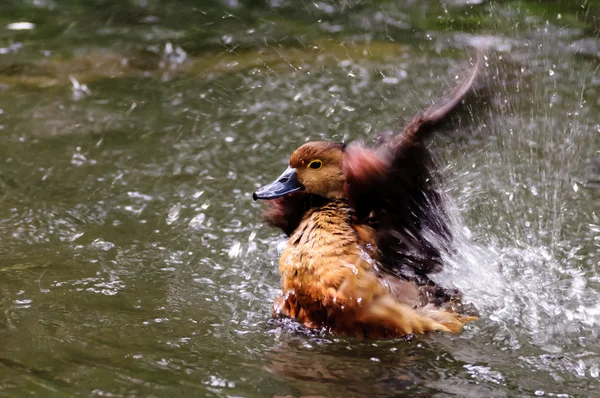 Braune Krickente klatscht Flügel zum Fliegen — Stockfoto