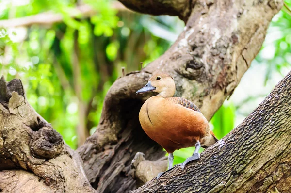 木にとまる茶色のマガモ — ストック写真