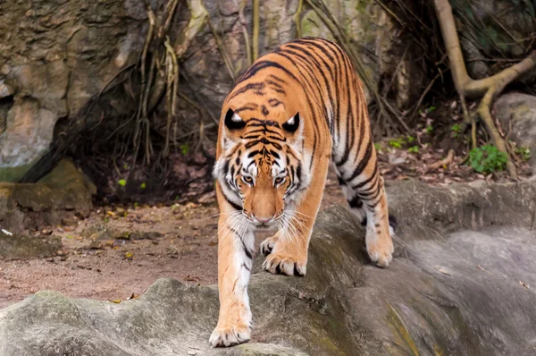 Tigre de bengala caminando sobre la roca —  Fotos de Stock