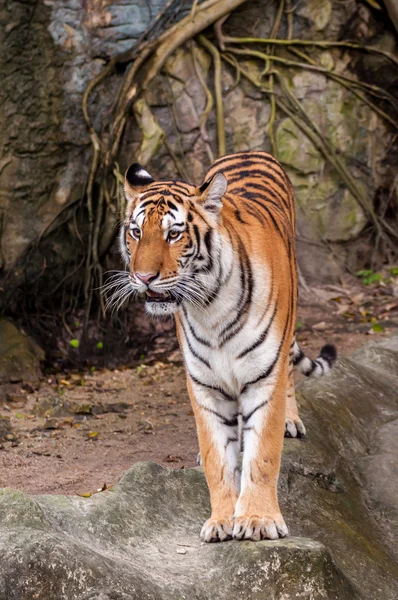 Bengal tiger walking on the rock — Stock Photo, Image