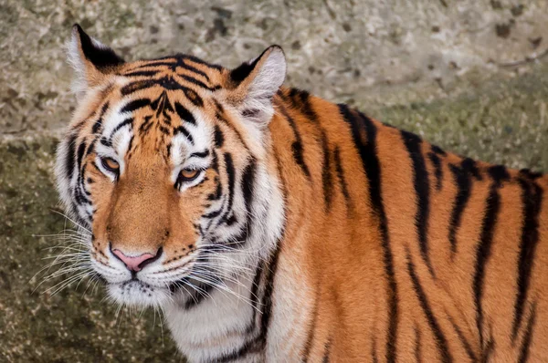 Bengal tiger head close up — Stock Photo, Image