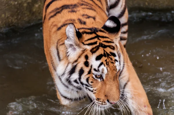 Tijger in het water — Stockfoto