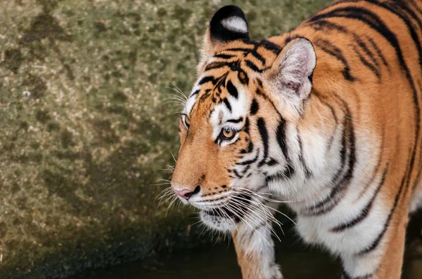 Cabeza de tigre de Bengala de cerca — Foto de Stock