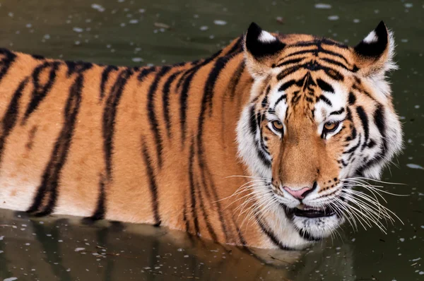 Tigre en el agua — Foto de Stock
