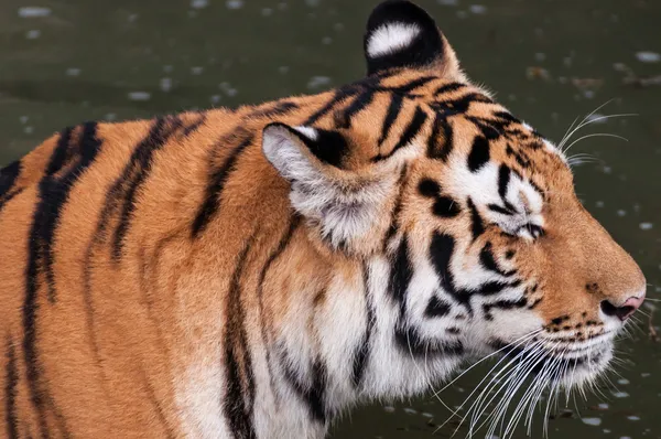 Cabeza de tigre de Bengala de cerca — Foto de Stock