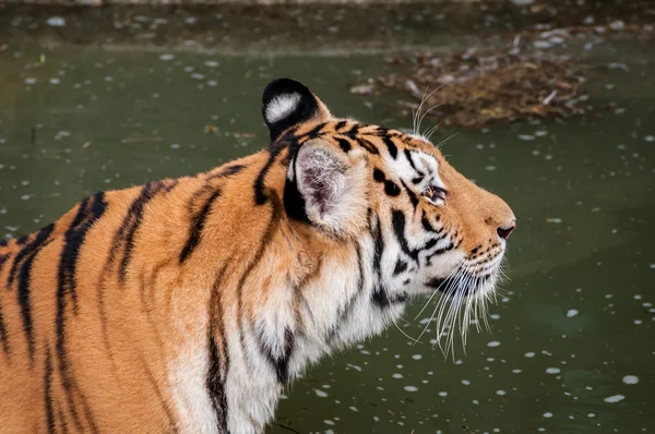 Tigre en el agua — Foto de Stock