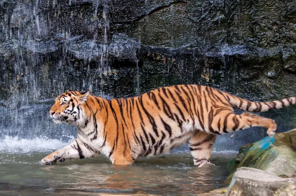 बंगाल वाघ पाण्यात जाण्याचा प्रयत्न करीत आहे — स्टॉक फोटो, इमेज