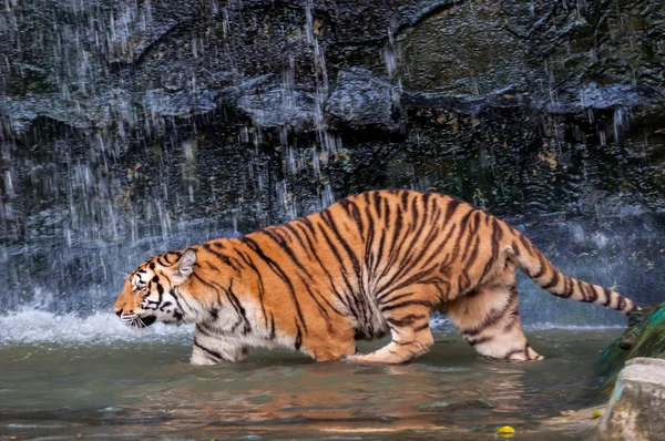 Tigre em pé na água — Fotografia de Stock