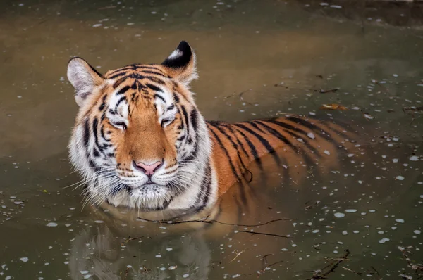 Tygr ve vodě — Stock fotografie