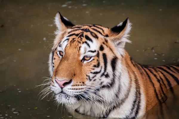 Тигр в воде — стоковое фото