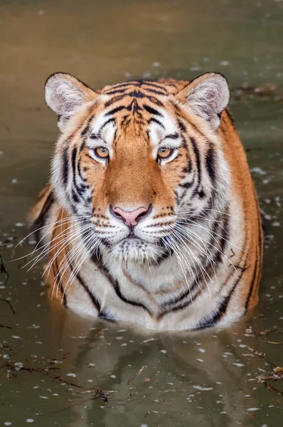 Tiger im Wasser — Stockfoto