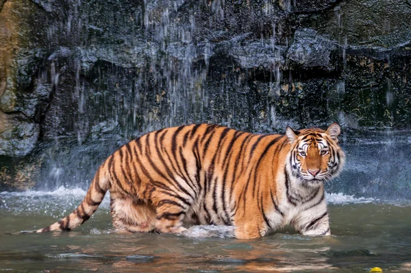 Tigre em pé na água — Fotografia de Stock