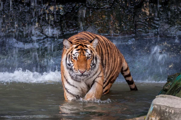 Tiger standing in water — Stock Photo, Image