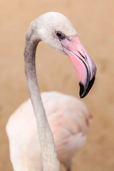 Fehér flamingó rózsaszín csőr — Stock Fotó