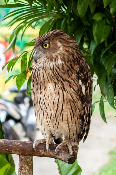 Brown owl perching — Stock Photo, Image