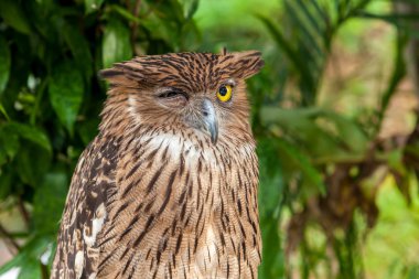kahverengi baykuş tıraşlama