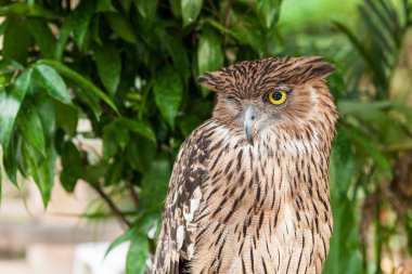 kahverengi baykuş tıraşlama