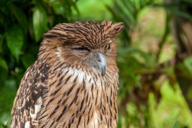 kahverengi baykuş yakın çekim