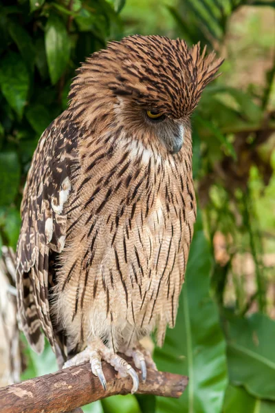 Brown owl perching — Stock Photo, Image