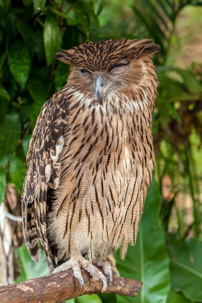 Brown owl perching — Stock Photo, Image