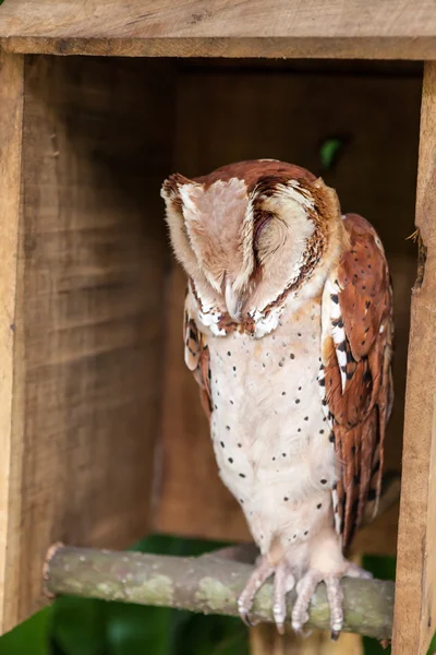 Brown owl perching and sleeping in box — Stock Photo, Image