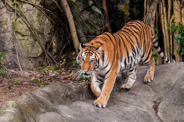 Bengal tiger walking on the rock — Stock Photo, Image