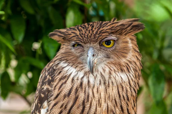 Brown owl close up — Stock Photo, Image