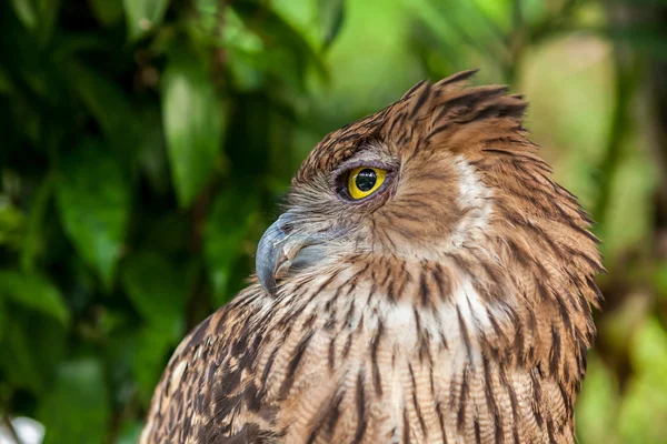 Brown owl close up — Stock Photo, Image