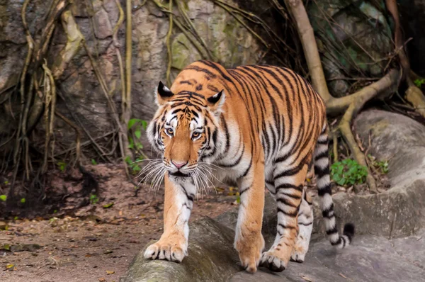 Бенгальский тигр идет по скале — стоковое фото