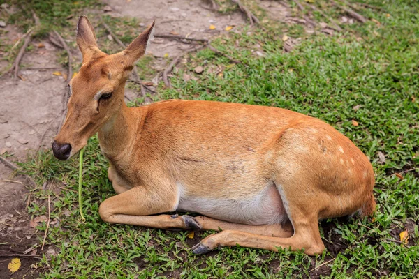 Antilopenweibchen auf dem Boden im Park — Stockfoto