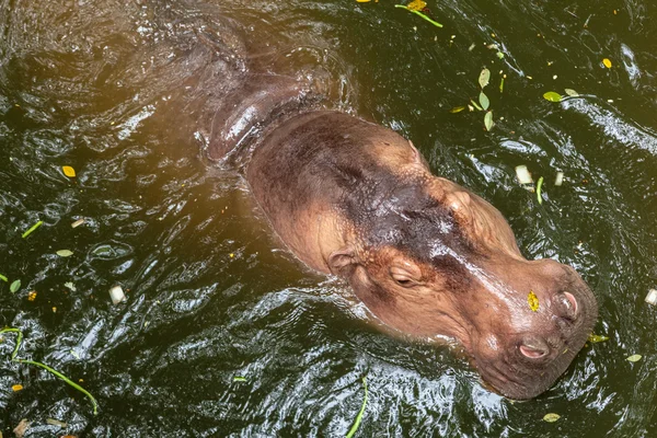 Hippopotamus swimming in water — Stock Photo, Image