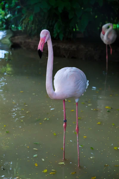 Biały flamingo różowy dziób w wodzie — Zdjęcie stockowe