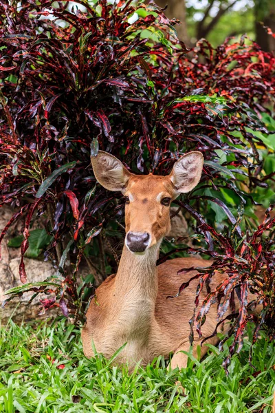 Antilopenweibchen auf dem Boden im Park — Stockfoto