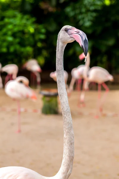 Weißer Flamingo rosa Schnabel — Stockfoto