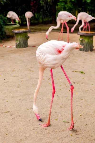 Bico rosa flamingo branco — Fotografia de Stock