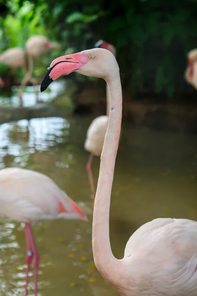 Weißer Flamingo rosa Schnabel — Stockfoto