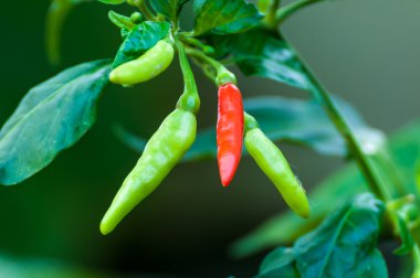 Yeşil arasında kırmızı biber