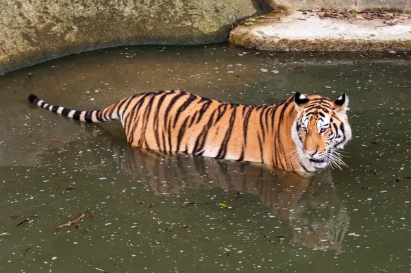 Tigre en el agua — Foto de Stock