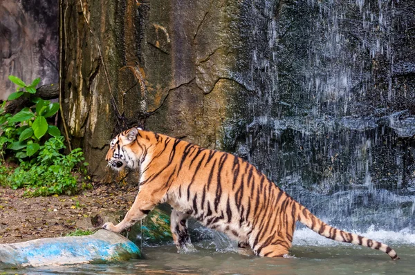 Tiger walking out of the water — Stock Photo, Image