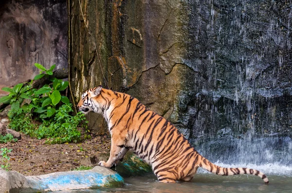 Tigre em pé na água — Fotografia de Stock