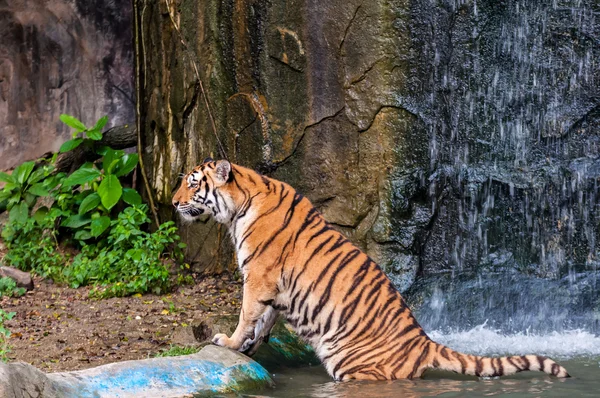 Tigre parado en el agua — Foto de Stock