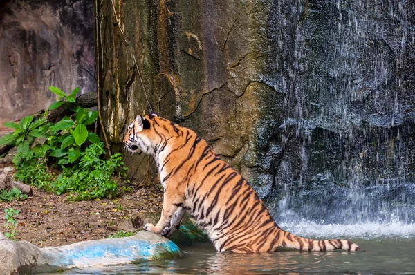 虎站在水 — 图库照片