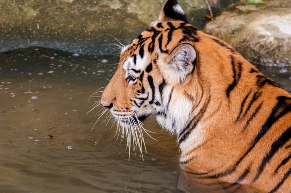 Tiger in het water close-up — Stockfoto